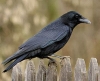 Crow